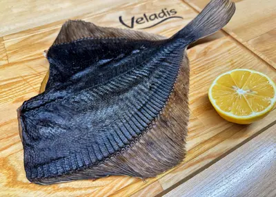 Камбала жовтобрюха Veladis undefined фото